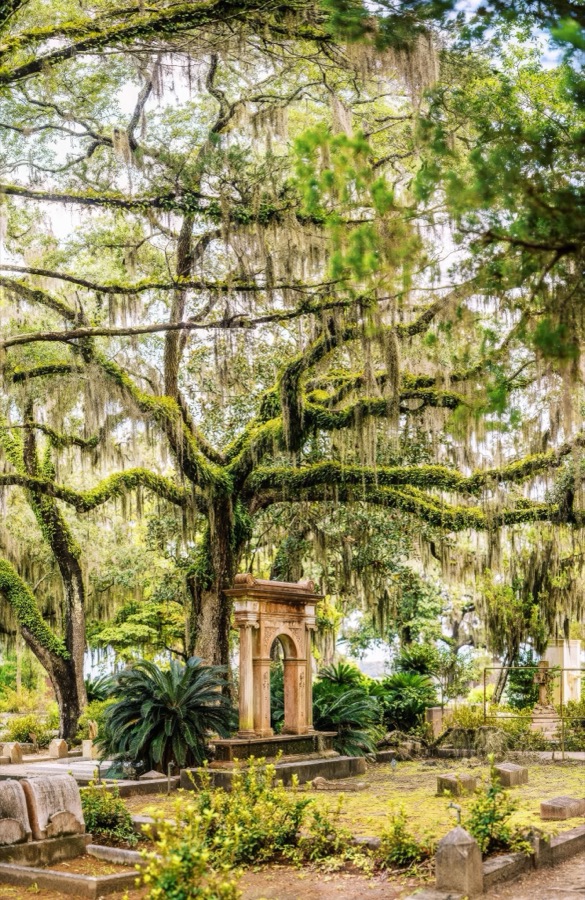 Live Oaks