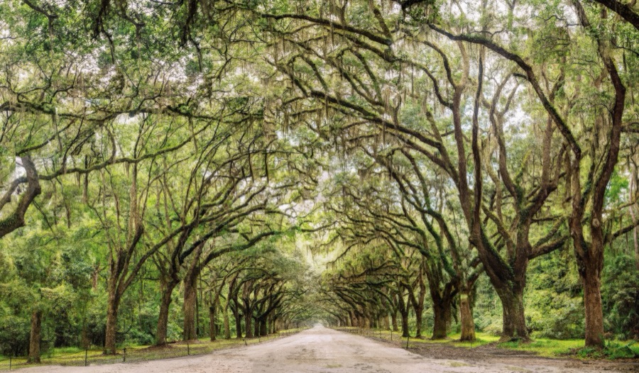 Wormsloe Oaks