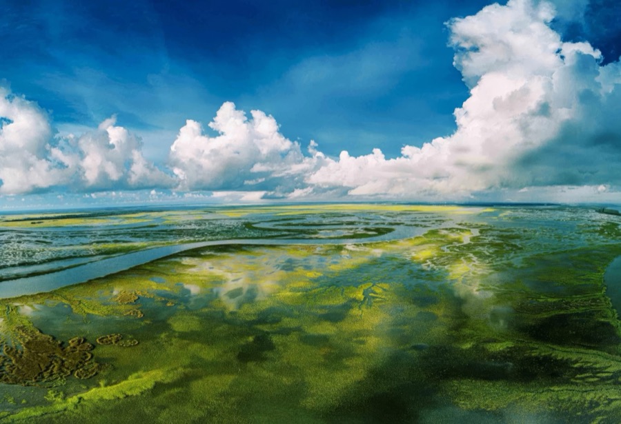 Tidal Marsh