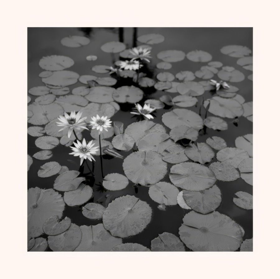Waterlilies